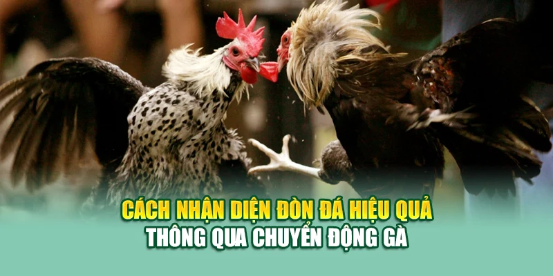 Đá Gà Cựa Sắt – Bộ Môn Tốc Chiến Hấp Dẫn Tại 79King 2 Cách nhận diện đòn đá hiệu quả thông qua chuyển động gà