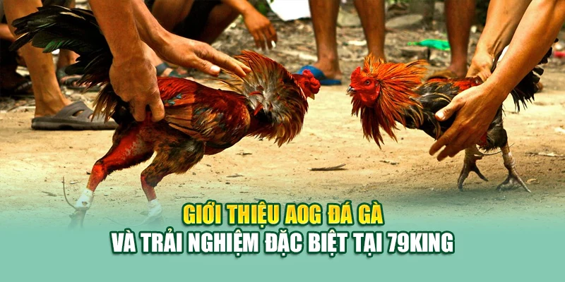 Giới thiệu AOG đá gà và trải nghiệm đặc biệt tại 79King