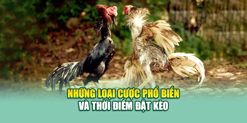 Những loại cược phổ biến và thời điểm đặt kèo
